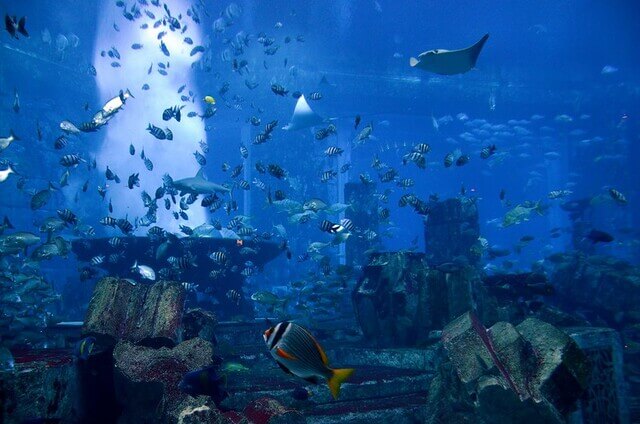 The Lost Chambers Aquarium Dubaï