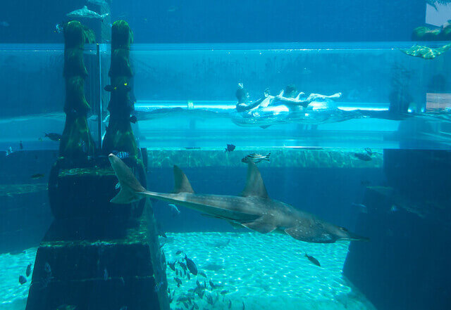 Toboggan Shark Attack Aquaventure Waterpark Dubaï