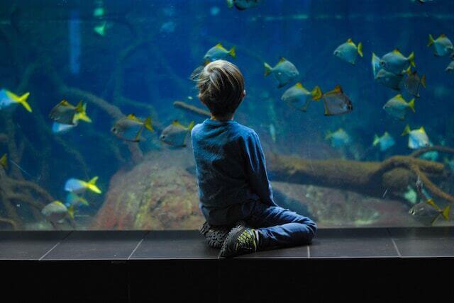 SEA Life Aquarium de Berlin