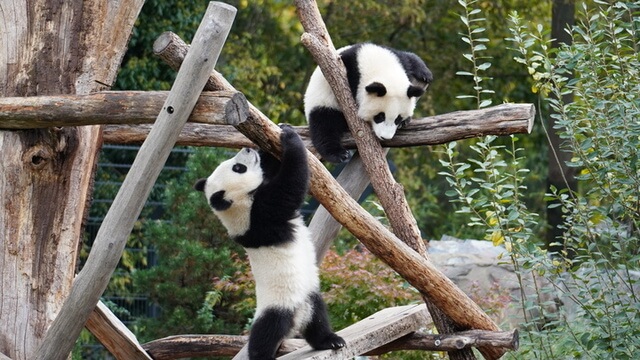 Les Pandas du Zoo de Berlin